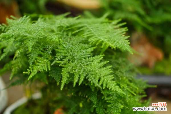 文竹冬天叶子发黄怎么办