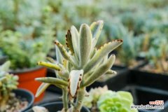 月兔耳的病虫害及其防治