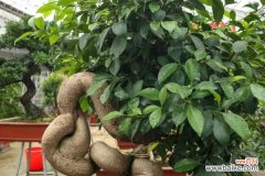 人参榕叶子发黄怎么办