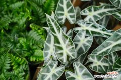 黑叶观音莲的病虫害及其防治