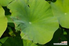 荷花竹叶子发黄怎么办