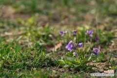 紫花地丁叶斑病及其防治