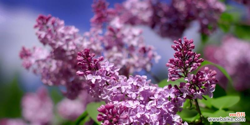 紫色的花代表什么?紫色花卉的象征意义有哪些?