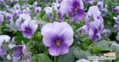 紫罗兰的花语是什么？如何正确养护紫罗兰？