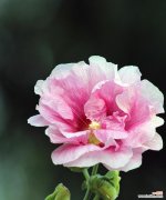 芙蓉花代表什么意思？芙蓉花的花语和象征意义是什么？