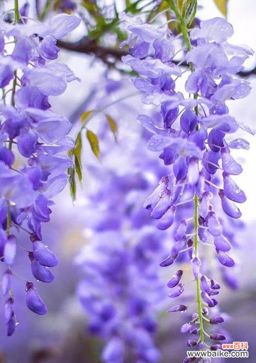 紫色风铃花代表什么意思？花语背后隐藏的含义是什么？