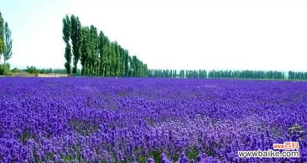 紫苏花语是什么?紫苏有哪些美丽传说?