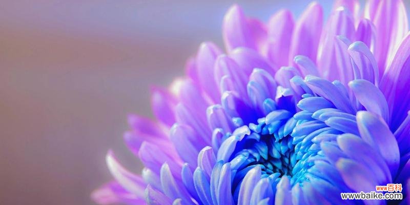 紫色菊花的花语是什么？购买时需要注意什么？