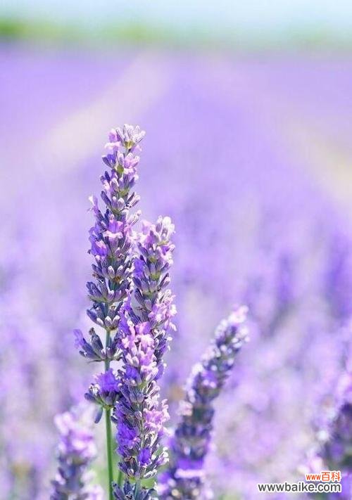 紫色薰衣草代表什么花语?如何用它等待爱情的奇迹?