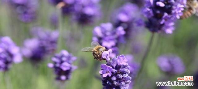 紫色薰衣草代表什么花语?如何用它等待爱情的奇迹?