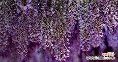 紫藤花语是什么？紫藤的传说有哪些？