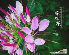 醉蝶花花语和寓意是什么？醉蝶花有哪些药用价值？