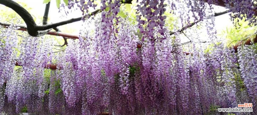 紫藤花的传说故事有哪些?