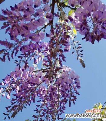 紫藤花的传说故事有哪些?