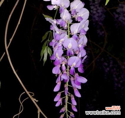 紫藤花的传说故事有哪些?