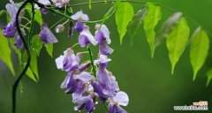 紫藤花代表什么意思？紫藤花的花语和象征意义是什么？