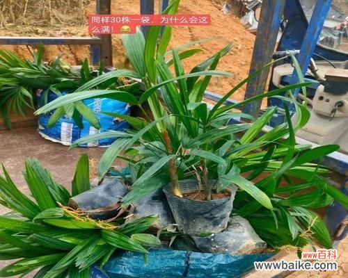 棕竹的象征意义是什么？棕竹寓意有哪些常见问题解答？