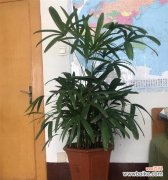 棕竹的象征意义是什么？棕竹寓意有哪些常见问题解答？