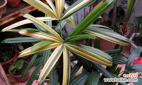 棕竹的象征意义是什么？棕竹寓意有哪些常见问题解答？