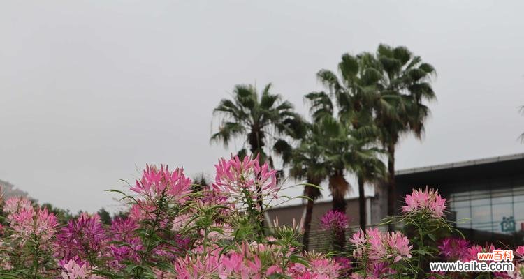 醉蝶花的花语是什么？如何解读其独特的含义？