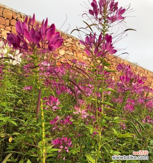 醉蝶花的花语是什么？如何解读其独特的含义？