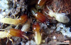 上门灭白蚁多少钱 上门灭白蚁要多少钱？