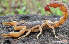 蝎子最怕什么东西 家里有蝎子怎么办？