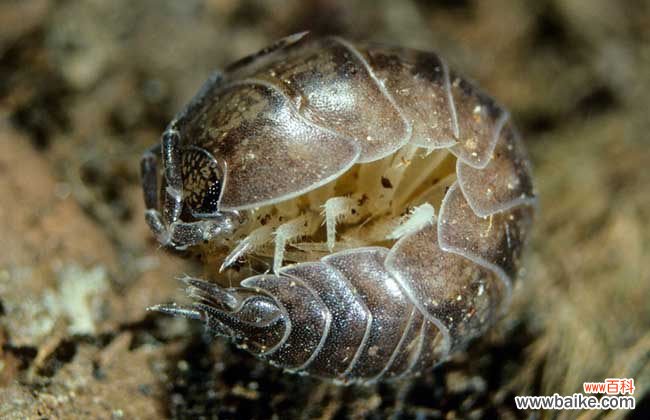 家里有鼠妇虫怎么根除 鼠妇虫怎么彻底消灭?