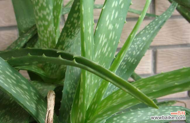 哪种水果含叶酸高 含叶酸的食物和水果有哪些？