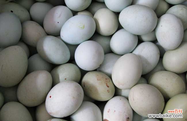 乌鸡蛋不适合什么人吃 乌鸡蛋和普通鸡蛋的区别