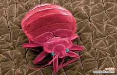 怎样判断身上有无跳蚤 跳蚤怕什么东西？