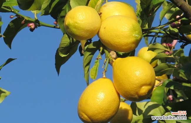 用柠檬汁擦牙齿真的可以 怎么用柠檬美白牙齿？