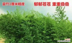 选择适合北方气候的竹子，打造北方园林绿化 北方耐寒竹子品种介绍