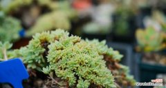 保护你的多肉宝贝，让它们温暖过冬 多肉植物冬季养护全攻略