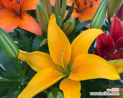 探究百合花开的寓意及其启示 百合花开,人生如画