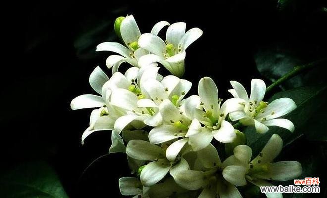 打造健康美丽的家庭花园 植物九里香的养殖方法和技术