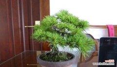 从选种到管理，轻松打造美丽庭园 五针松的养殖方法