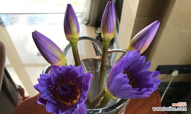 打造美丽水景水上花园不再难 睡莲家庭养殖方法