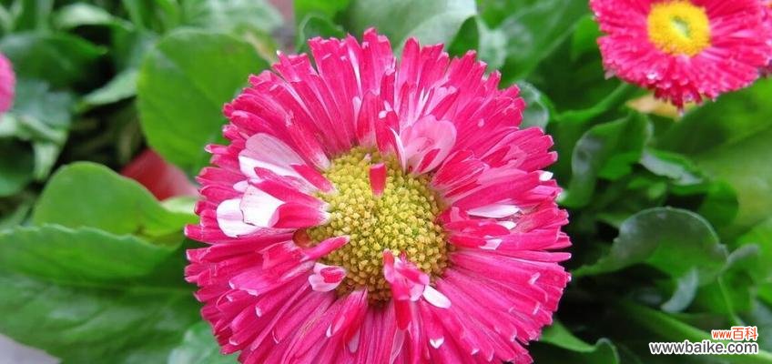 了解小雏菊开花周期，让您的花园更美丽 小雏菊花期长短大揭秘