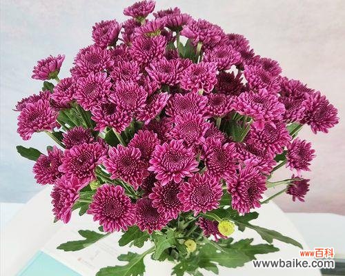 了解小雏菊开花周期，让您的花园更美丽 小雏菊花期长短大揭秘