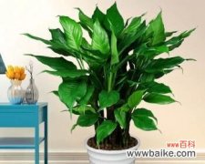 8种好养的室内植物推荐 室内植物的品种推荐