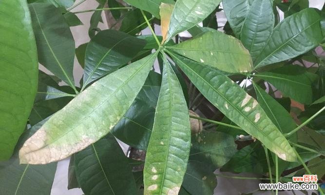 快速恢复发财树的健康状态 发财树叶尖干枯，该如何处理？