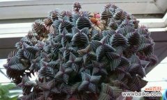 从零开始学会茜之塔的养殖方法