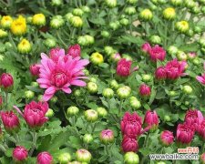 揭开多头菊开花之谜 多头菊一年开几次花