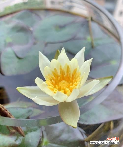 如何成功种植睡莲盆栽?