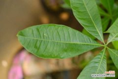 发财树嫩芽长不起来怎么办