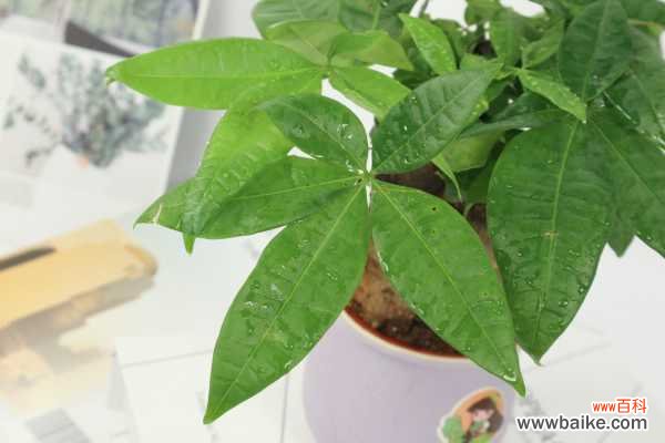 发财树嫩芽长不起来怎么办