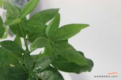 发财树冻死了怎么救活