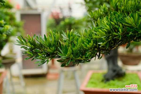 罗汉松叶子干枯脆掉怎么办