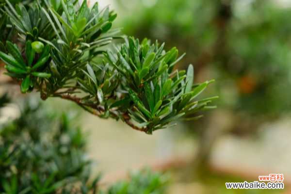 罗汉松叶子干枯脆掉怎么办